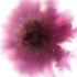 Pink Chrysanthemum Floral Art Print